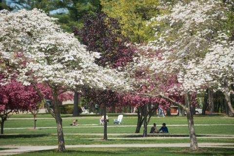A campus stock photo of white and pink-flowered trees dotting the campus green. Several students sit in the background, along the green grass. It looks to be springtime, with flora in bloom.