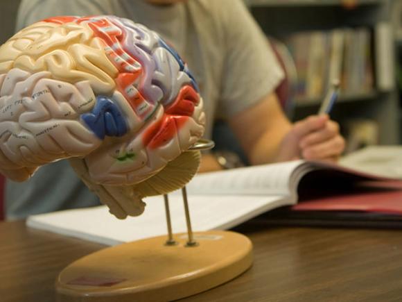 Boy studying next to model of human brain