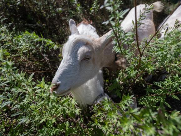 A white goat eating invasive plant species at South Lot.