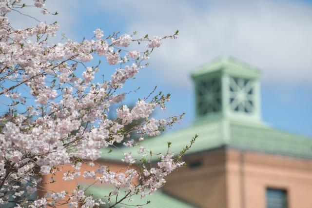 A shot of a tree studded with white flowers on the branches. In the background, out of focus, is one of the tops of the brick, dorm buildings.