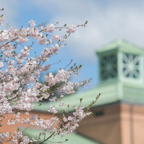 A shot of a tree studded with white flowers on the branches. In the background, out of focus, is one of the tops of the brick, dorm buildings.